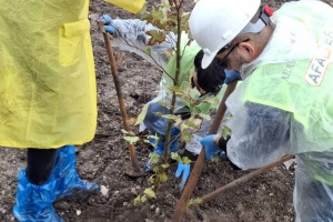 İZMİR ŞUBE BAŞKANLIĞI FİDAN DİKİMİ YAPTI