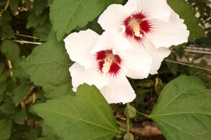 GÖKÇAY