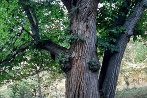 GÖKÇAY