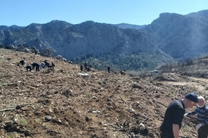 ÇANDIR FİDAN DİKİMİ
