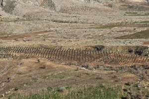 ŞIRNAK AFADER ÜYEMİZ MAHMUT HALİLOĞLU AİLESİNDEN 10000 ZEYTİN AĞACI DİKİMİ