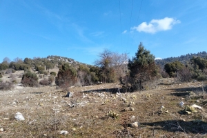 SÜTÇÜLER ADADA ANTİK KENTİ KRAL YOLU