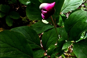 KASNAK MEŞE ORMANI EĞİTİM AMAÇLI ETKİNLİK TAMAMLANDI