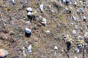 SÜTÇÜLER ADADA ANTİK KENTİ KRAL YOLU