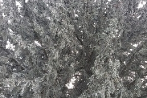 KAYI KÖYÜ ZİRVESİ KARDA EĞİTİM AMAÇLI YÜRÜYÜŞ ETKİNLİĞİ 