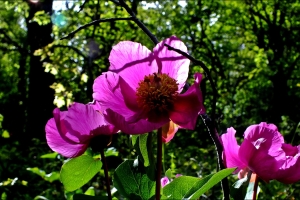 KASNAK MEŞE ORMANI EĞİTİM AMAÇLI ETKİNLİK TAMAMLANDI