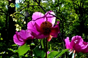 GENEL BAŞKAN ORMAN HAFTASI MESAJI YAYINLADI