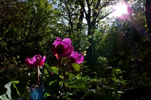 KASNAK MEŞE ORMANI EĞİTİM AMAÇLI ETKİNLİK TAMAMLANDI