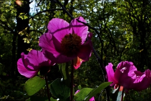 KASNAK MEŞE ORMANI EĞİTİM AMAÇLI ETKİNLİK TAMAMLANDI