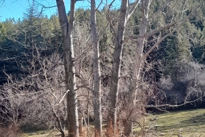 SAGALASSOS ETKİNLİĞİ YAPILDI