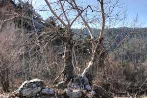 SÜTÇÜLER ADADA ANTİK KENTİ KRAL YOLU