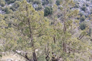 SÜTÇÜLER ADADA ANTİK KENTİ KRAL YOLU