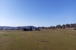 SÜTÇÜLER ADADA ANTİK KENTİ KRAL YOLU