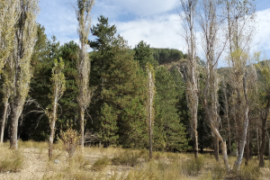 GÖLCÜK SONBAHAR ETKİNLİĞİ