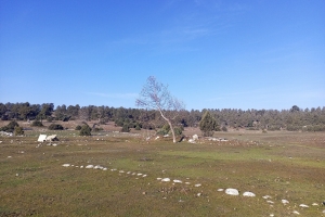 SÜTÇÜLER ADADA ANTİK KENTİ KRAL YOLU