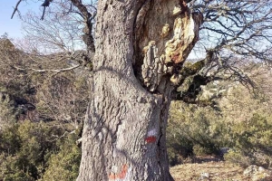 SÜTÇÜLER ADADA ANTİK KENTİ KRAL YOLU