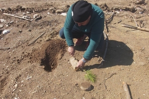 ÇANDIR FİDAN DİKİMİ