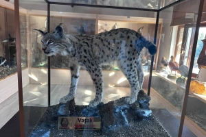 SÜTÇÜLER ADADA ANTİK KENTİ KRAL YOLU