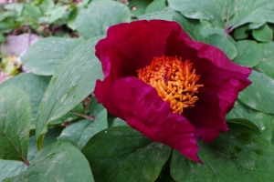 GENEL BAŞKAN ORMAN HAFTASI MESAJI YAYINLADI