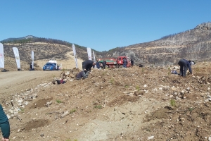 ÇANDIR FİDAN DİKİMİ