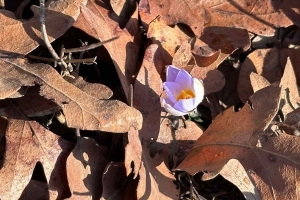 SÜTÇÜLER ADADA ANTİK KENTİ KRAL YOLU