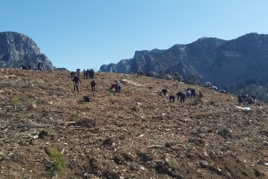 ÇANDIR FİDAN DİKİMİ