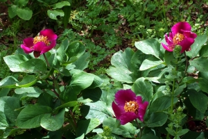 KASNAK MEŞE ORMANI EĞİTİM AMAÇLI ETKİNLİK TAMAMLANDI