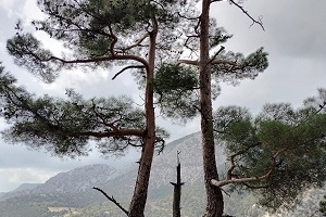 GENEL BAŞKAN ORMAN HAFTASI MESAJI YAYINLADI