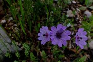 GENEL BAŞKAN ORMAN HAFTASI MESAJI YAYINLADI