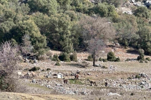 SÜTÇÜLER ADADA ANTİK KENTİ KRAL YOLU