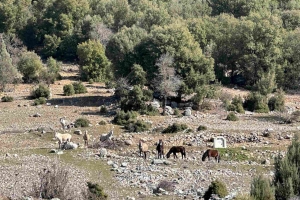 SÜTÇÜLER ADADA ANTİK KENTİ KRAL YOLU