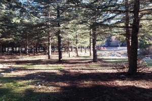 SAV BELEDİYE BAŞKANLIĞI İLE AFETLERE HAZIRLIK KONFERANSI YAPILDI