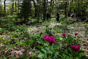 KASNAK MEŞE ORMANI EĞİTİM AMAÇLI ETKİNLİK TAMAMLANDI