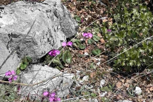 SÜTÇÜLER ADADA ANTİK KENTİ KRAL YOLU