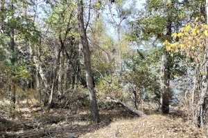 GÖLCÜK SONBAHAR ETKİNLİĞİ