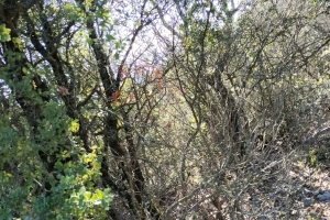 KOVADA AKBELEN ZİRVE BAYRAK DİKİM ETKİNLİĞİ