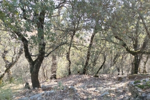 KOVADA AKBELEN ZİRVE BAYRAK DİKİM ETKİNLİĞİ