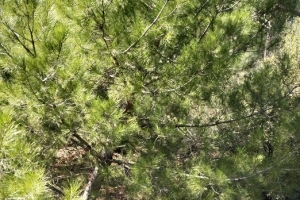 KOVADA AKBELEN ZİRVE BAYRAK DİKİM ETKİNLİĞİ