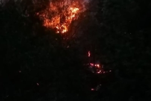 YANAN ORMANLARIMIZA DİKİM YAPMAYA DAVET EDİYORUZ