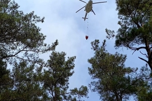 YANAN ORMANLARIMIZA DİKİM YAPMAYA DAVET EDİYORUZ