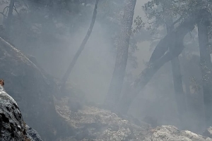 YANAN ORMANLARIMIZA DİKİM YAPMAYA DAVET EDİYORUZ