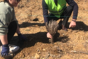 AFADER YALVAÇ FİDE VE FİDAN DİKİMİNDE