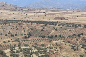 ŞIRNAK AFADER ÜYEMİZ MAHMUT HALİLOĞLU AİLESİNDEN 10000 ZEYTİN AĞACI DİKİMİ