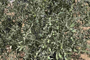 ŞIRNAK AFADER ÜYEMİZ MAHMUT HALİLOĞLU AİLESİNDEN 10000 ZEYTİN AĞACI DİKİMİ