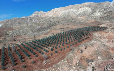 ŞIRNAK AFADER ÜYEMİZ MAHMUT HALİLOĞLU AİLESİNDEN 10000 ZEYTİN AĞACI DİKİMİ