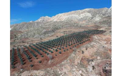 ŞIRNAK AFADER ÜYEMİZ MAHMUT HALİLOĞLU AİLESİNDEN 10000 ZEYTİN AĞACI DİKİMİ