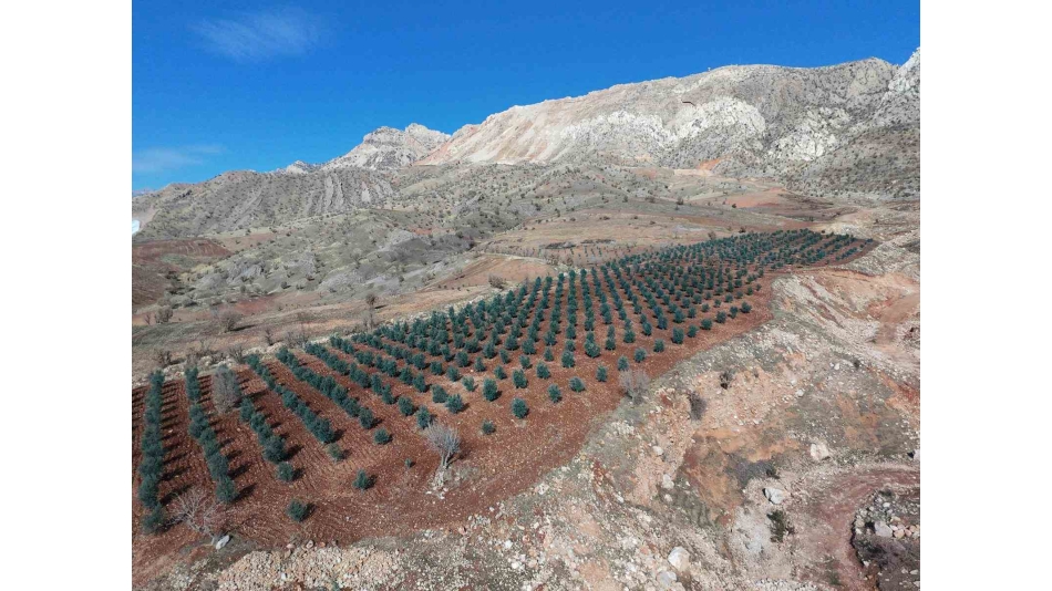 ŞIRNAK AFADER ÜYEMİZ MAHMUT HALİLOĞLU AİLESİNDEN 10000 ZEYTİN AĞACI DİKİMİ